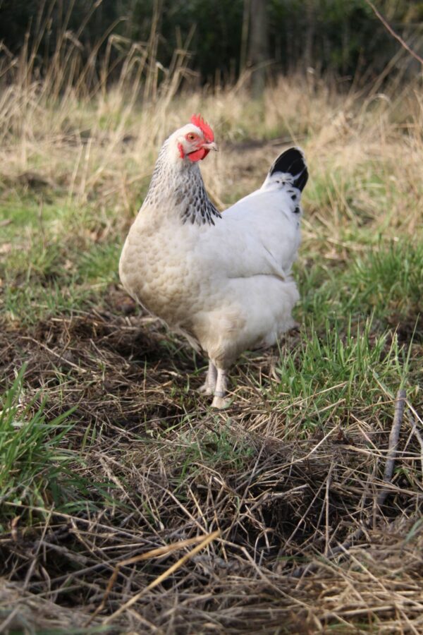 Poule Bourbourg de race patrimoniale française
