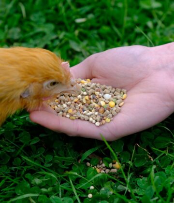Main distribuant de la friandise Ver'Micelle Magalli à une poule