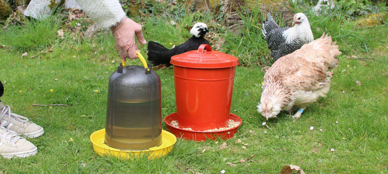 Distribution d'eau aux poules avec un abreuvoir en plastique pour volailles