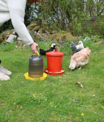 Distribution d'eau aux poules avec un abreuvoir en plastique pour volailles