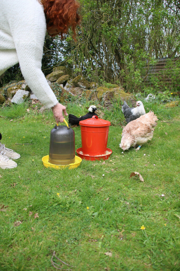 Distribution d'eau aux poules avec un abreuvoir en plastique pour volailles