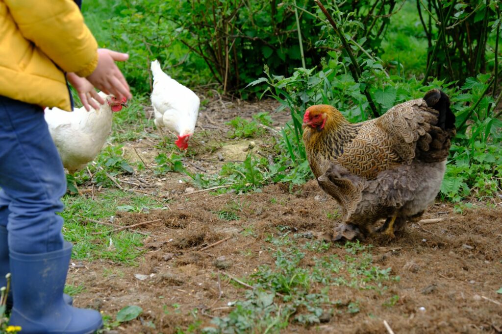 Comment faire rentrer ses poules au poulailler le soir ?