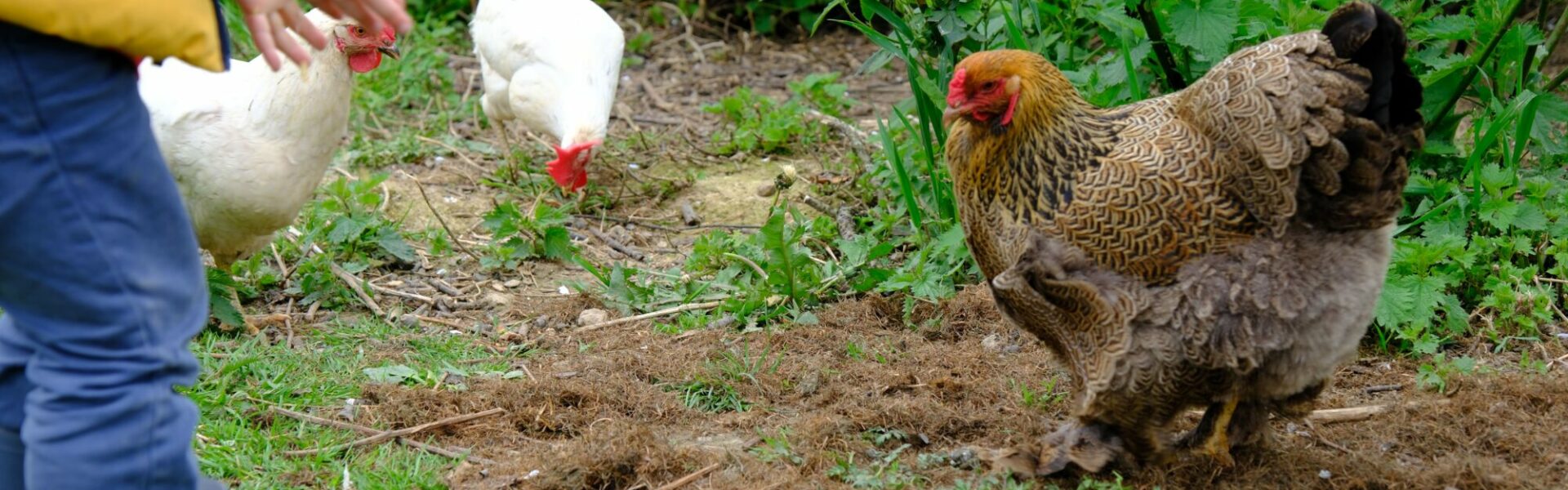 Comment faire rentrer ses poules au poulailler le soir ?