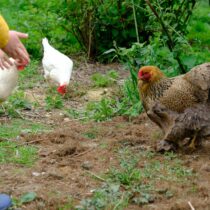 Comment faire rentrer ses poules au poulailler le soir ?