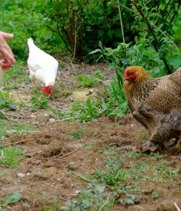 Comment faire rentrer ses poules au poulailler le soir ?
