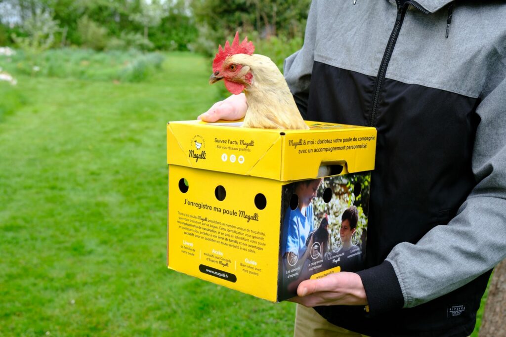 Adopter et intégrer de nouvelles poules