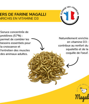 Box Vers de Farine 4Kg – Image 3