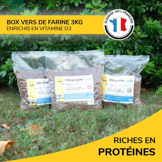 Box Vers de Farine 3Kg