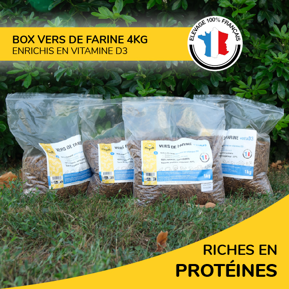 Box Vers de Farine 4Kg