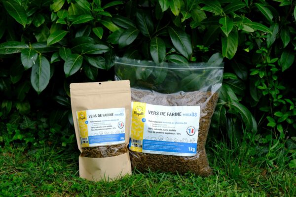 Vers de farine insectes friandises pour animaux du jardin