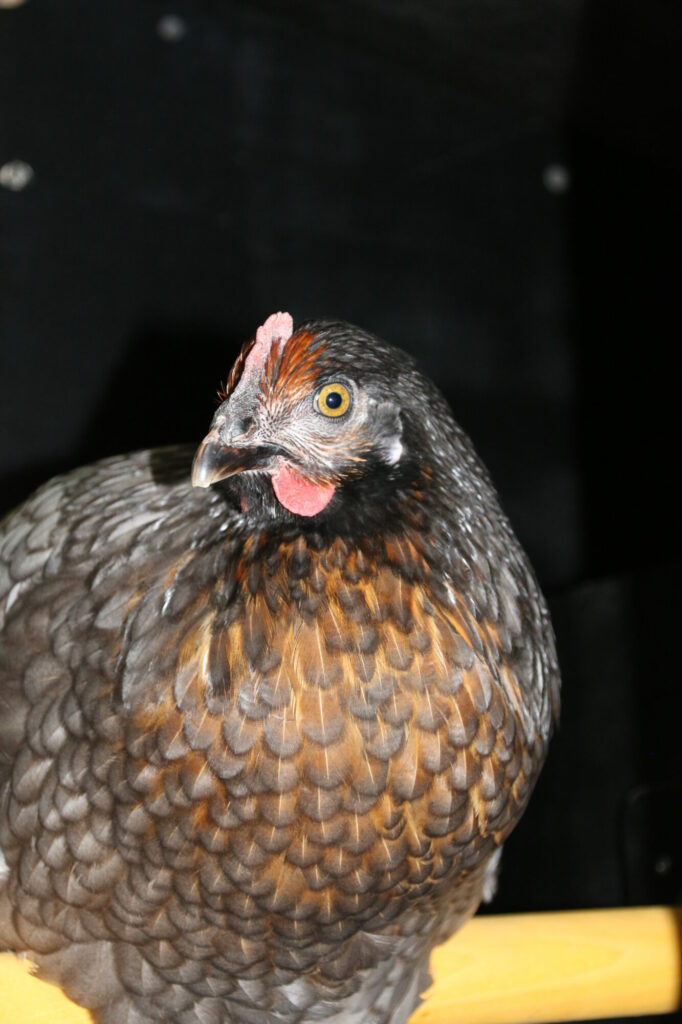 Oeil poule noire en bonne santé
