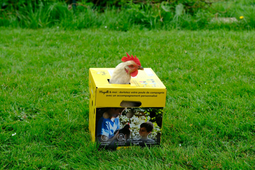 Poule pondeuse aux oeufs bleus adoptée